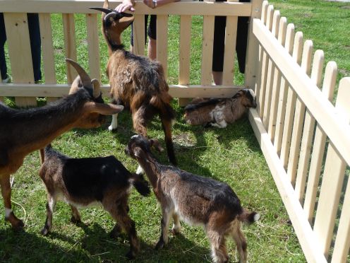 Křtiny kozlíků a koziček