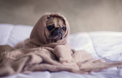https://zverolekarka.com/wp-content/uploads/2014/11/close-up-photography-of-fawn-pug-covered-with-brown-cloth-374898-704x454.jpg
